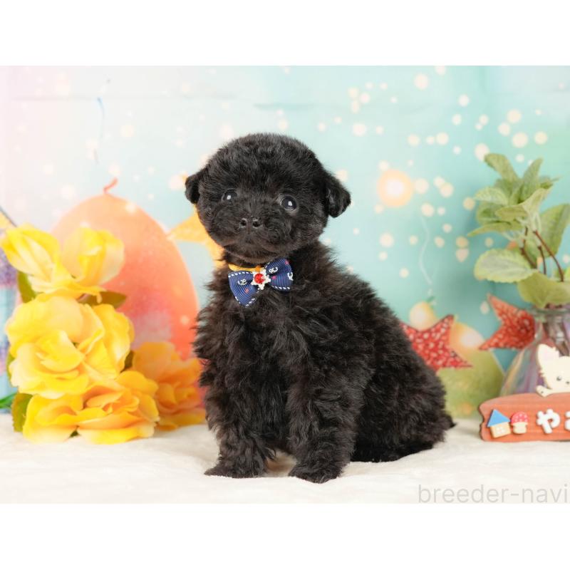 販売中の静岡県のトイプードル-431554の8枚目