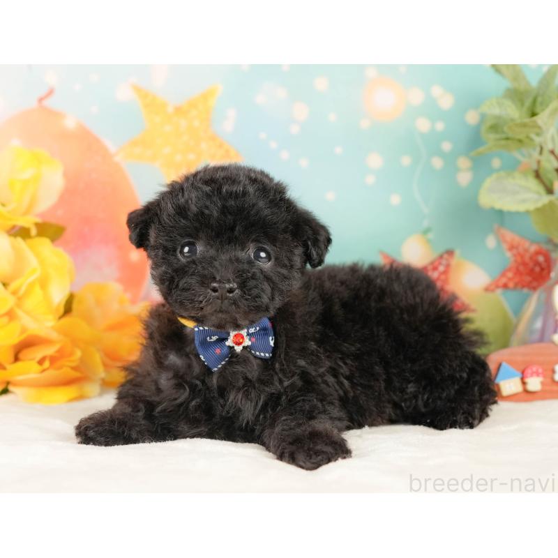 販売中の静岡県のトイプードル-431554の7枚目