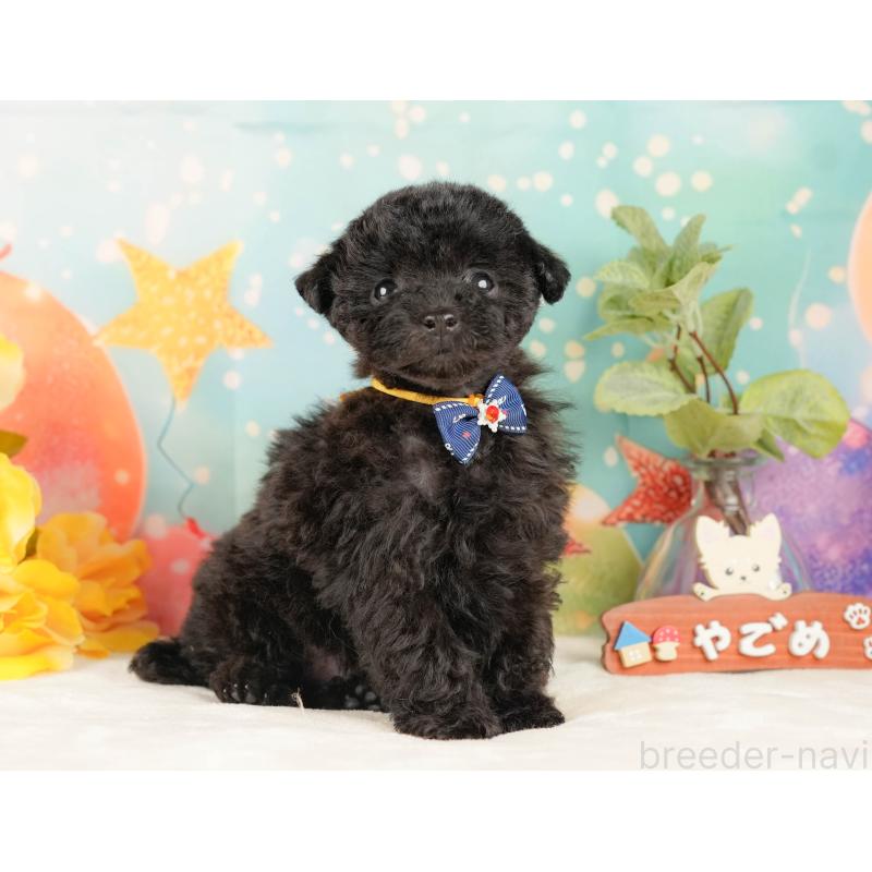 販売中の静岡県のトイプードル-431554の6枚目