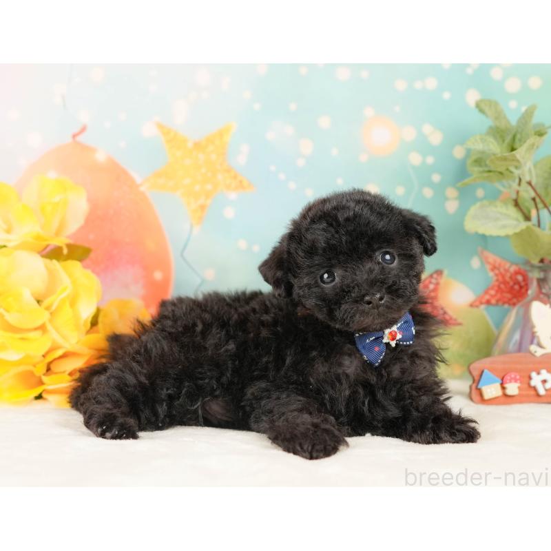 販売中の静岡県のトイプードル-431554の5枚目