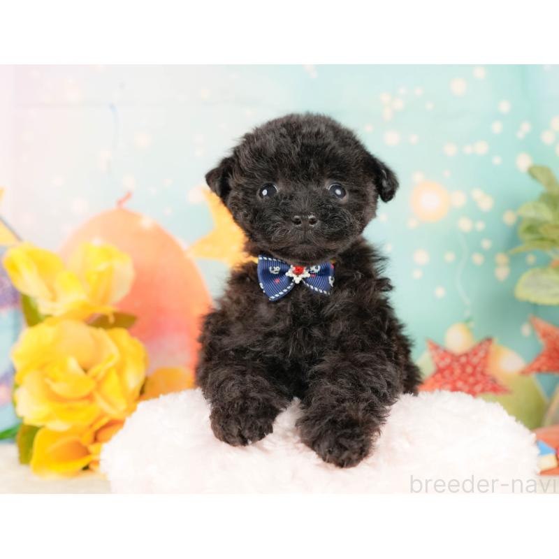 販売中の静岡県のトイプードル-431554の4枚目