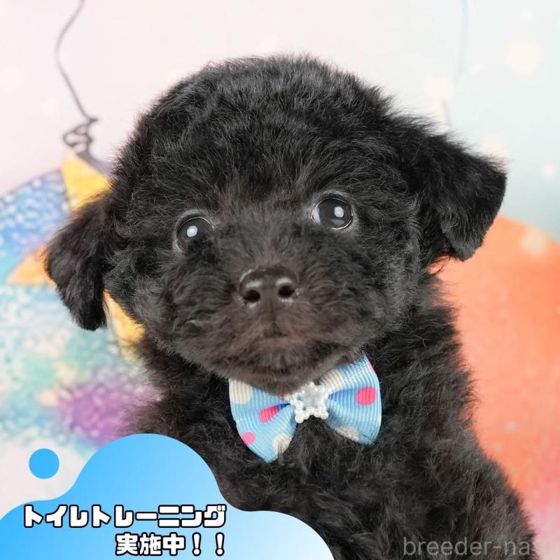 販売中ののトイプードル-431550