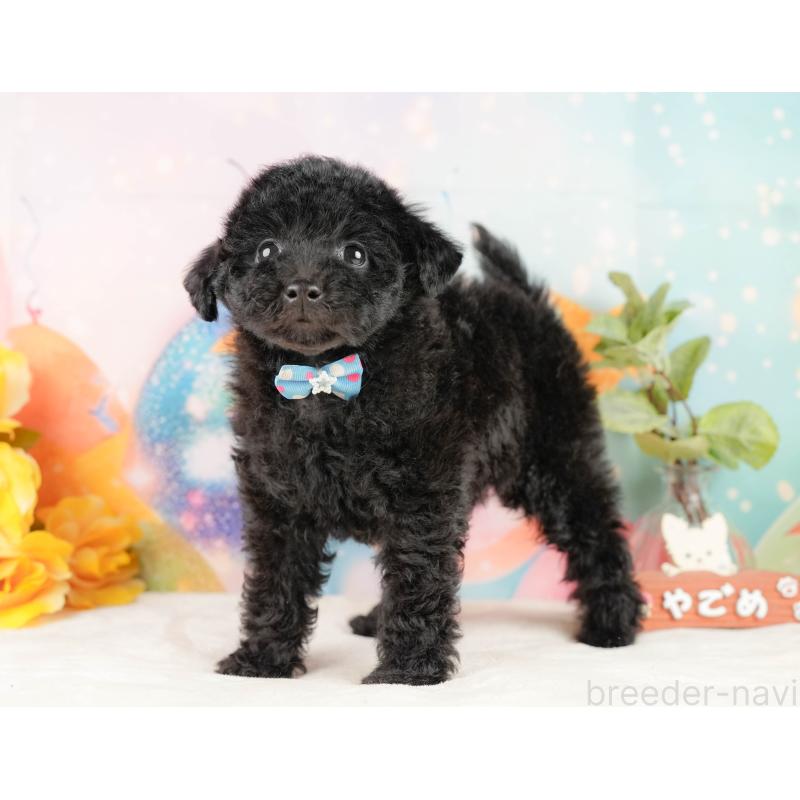 販売中の静岡県のトイプードル-431550の10枚目