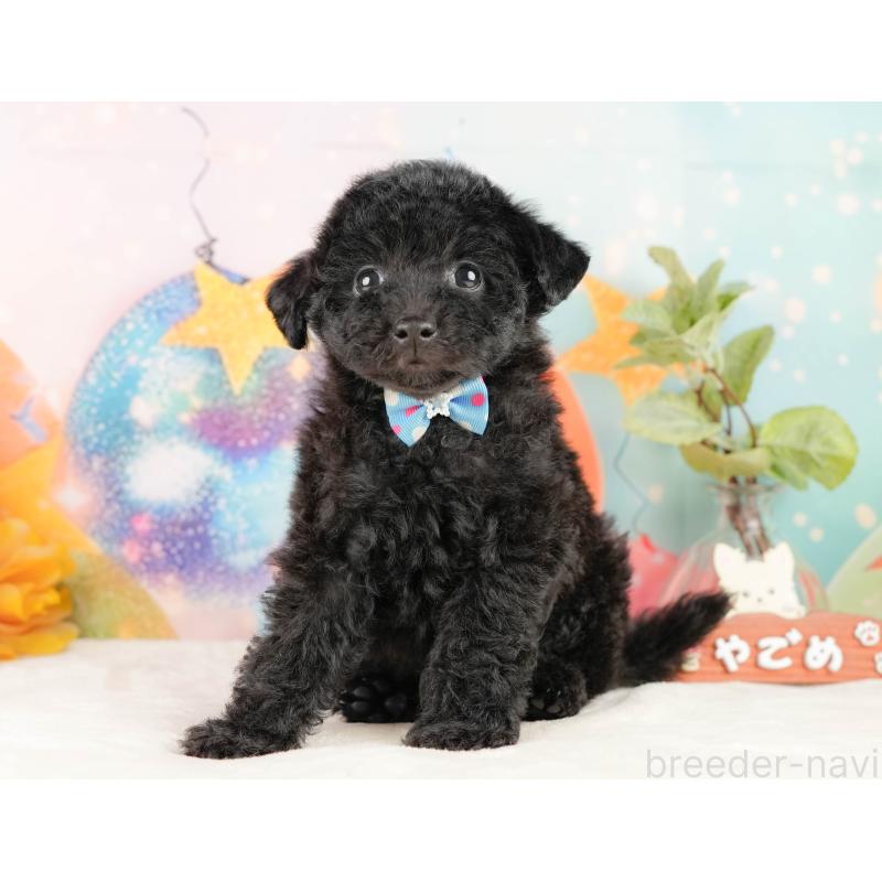 販売中の静岡県のトイプードル-431550の9枚目