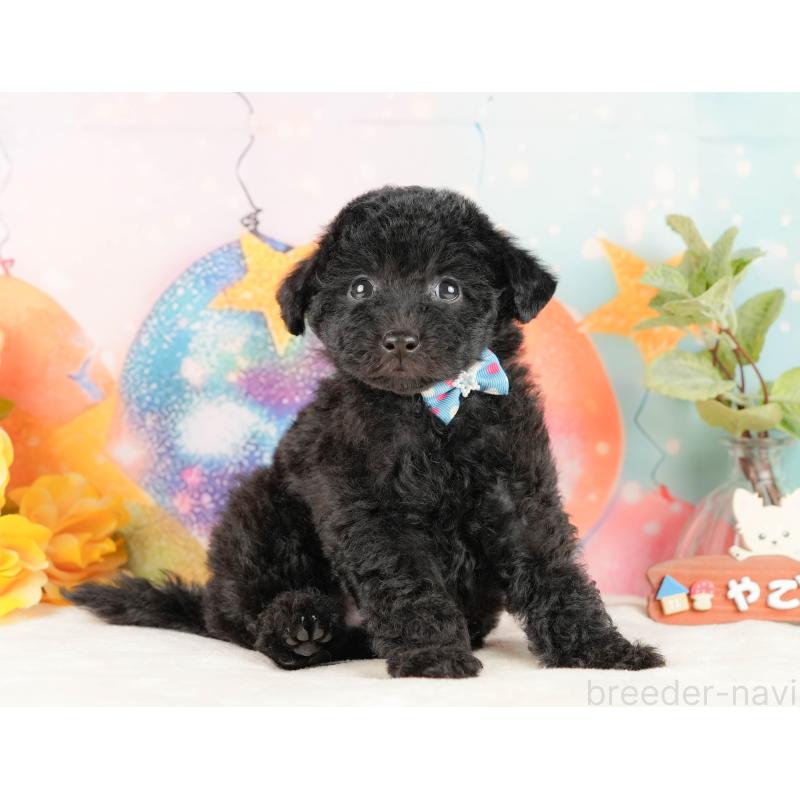 販売中の静岡県のトイプードル-431550の8枚目