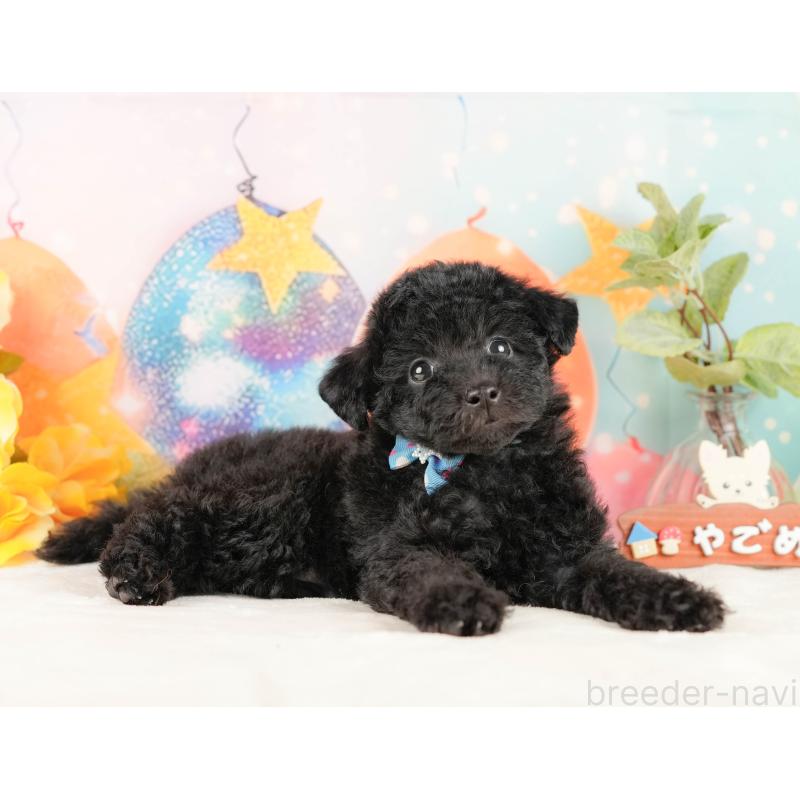 販売中の静岡県のトイプードル-431550の7枚目