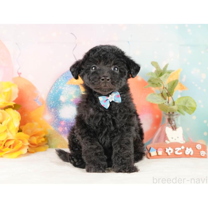 販売中の静岡県のトイプードル-431550の5枚目