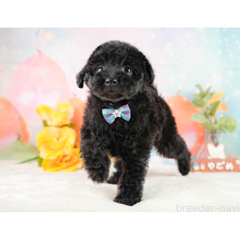 販売中の静岡県のトイプードル-431550の4枚目