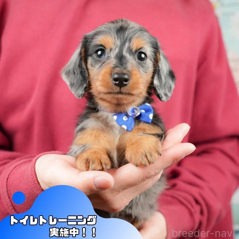 販売中の静岡県のミニチュアダックスフンド(ロングヘアード)-431543の1枚目