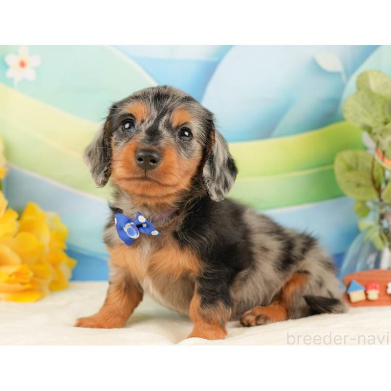 販売中の静岡県のミニチュアダックスフンド(ロングヘアード)-431543の10枚目