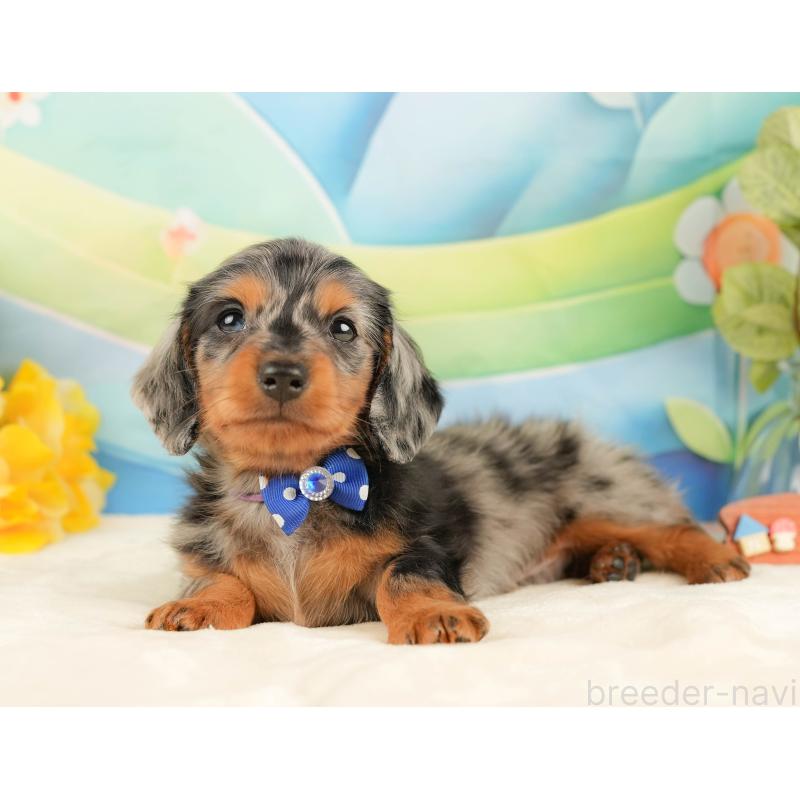 販売中の静岡県のミニチュアダックスフンド(ロングヘアード)-431543の9枚目