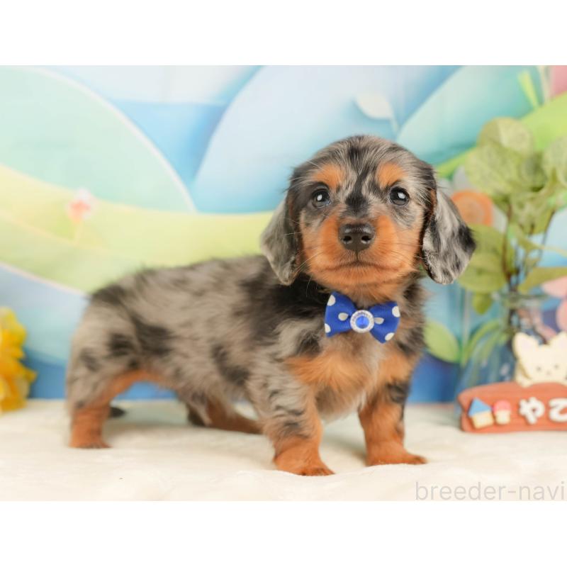 販売中の静岡県のミニチュアダックスフンド(ロングヘアード)-431543の8枚目