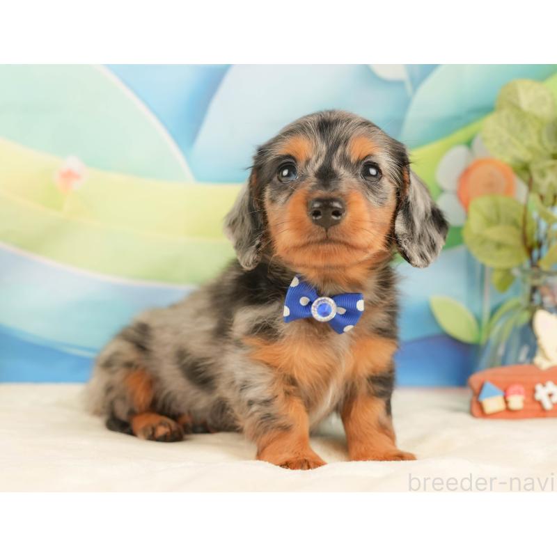 販売中の静岡県のミニチュアダックスフンド(ロングヘアード)-431543の7枚目