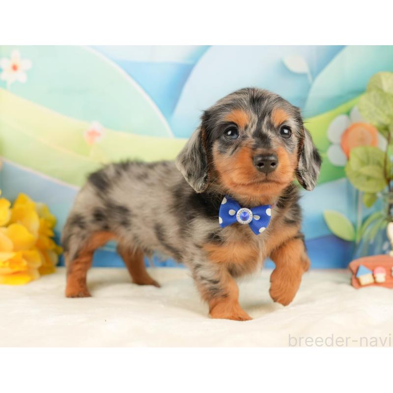 販売中の静岡県のミニチュアダックスフンド(ロングヘアード)-431543の6枚目