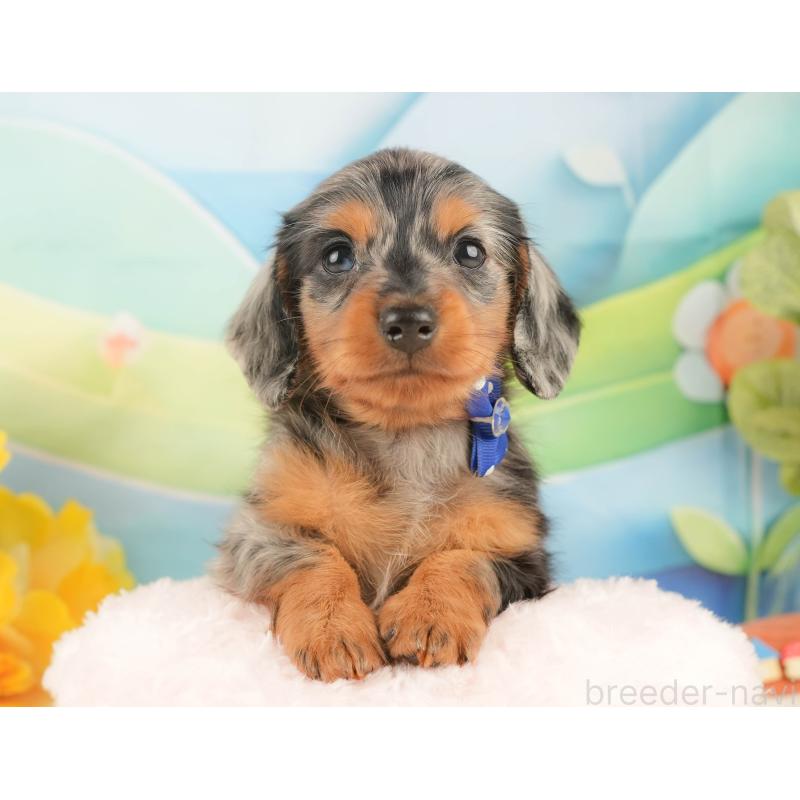 販売中の静岡県のミニチュアダックスフンド(ロングヘアード)-431543の5枚目