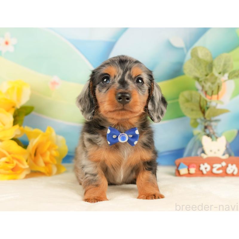 販売中の静岡県のミニチュアダックスフンド(ロングヘアード)-431543の4枚目