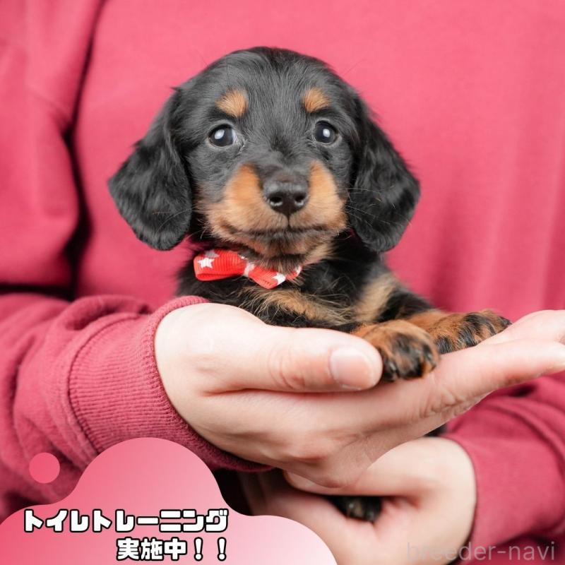 販売中の静岡県のミニチュアダックスフンド(ロングヘアード)-431541