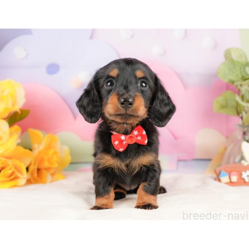 販売中の静岡県のミニチュアダックスフンド(ロングヘアード)-431541の10枚目