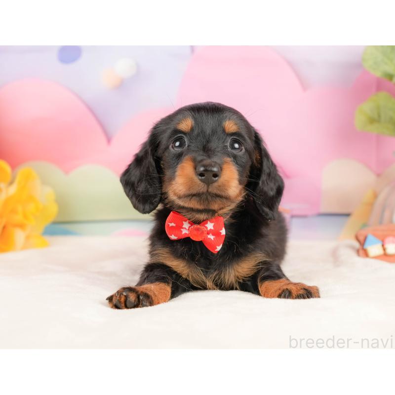 販売中の静岡県のミニチュアダックスフンド(ロングヘアード)-431541の9枚目