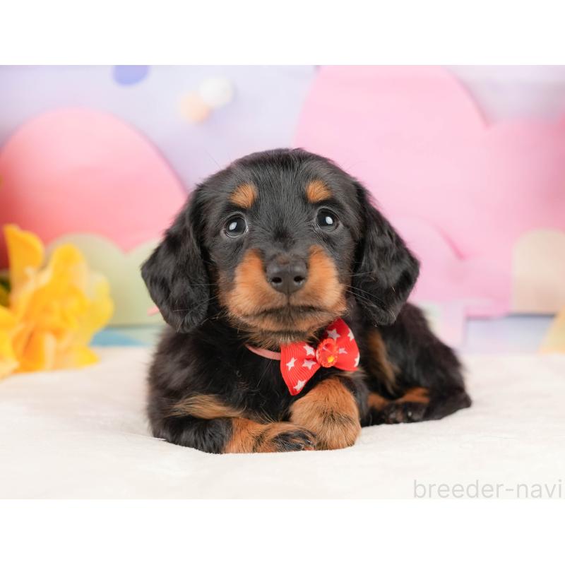 販売中の静岡県のミニチュアダックスフンド(ロングヘアード)-431541の8枚目