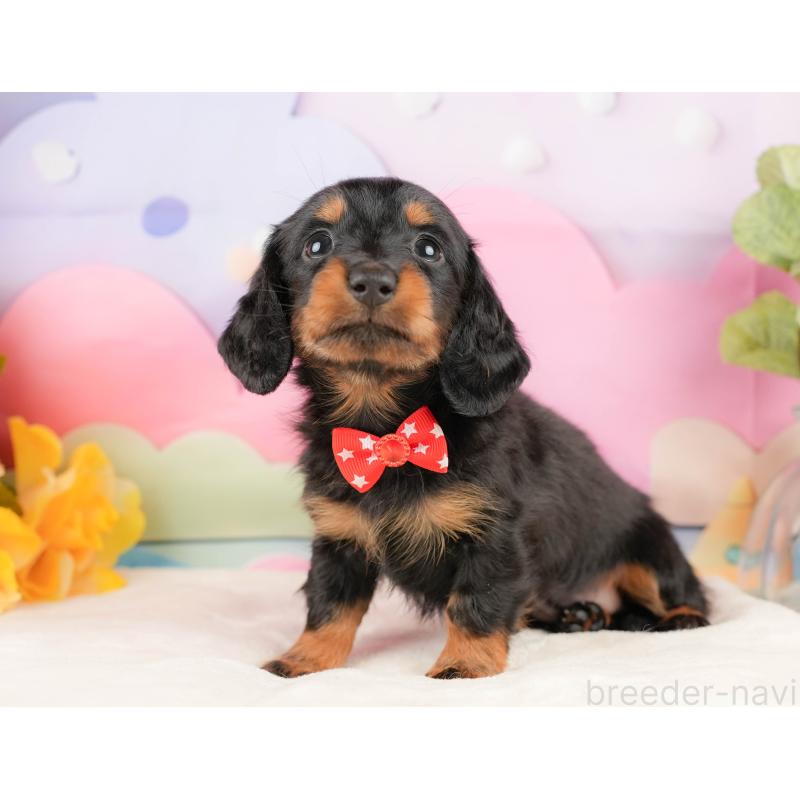 販売中の静岡県のミニチュアダックスフンド(ロングヘアード)-431541の7枚目