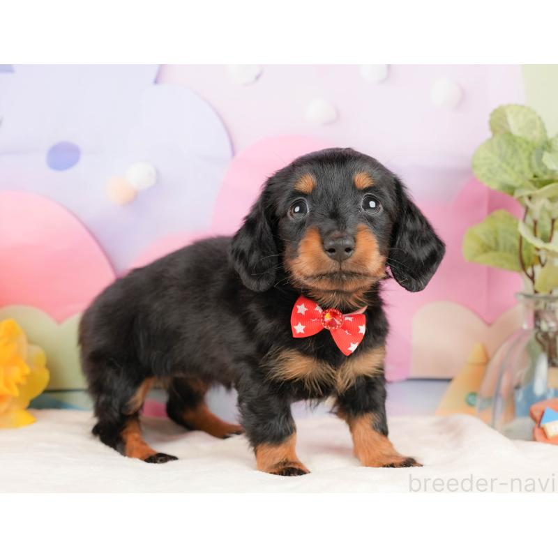 販売中の静岡県のミニチュアダックスフンド(ロングヘアード)-431541の6枚目