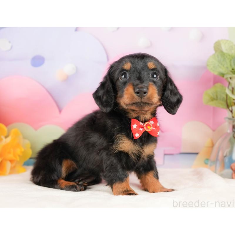 販売中の静岡県のミニチュアダックスフンド(ロングヘアード)-431541の5枚目