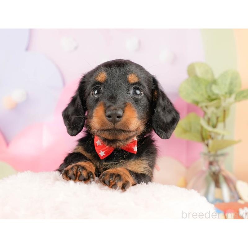 販売中の静岡県のミニチュアダックスフンド(ロングヘアード)-431541の4枚目