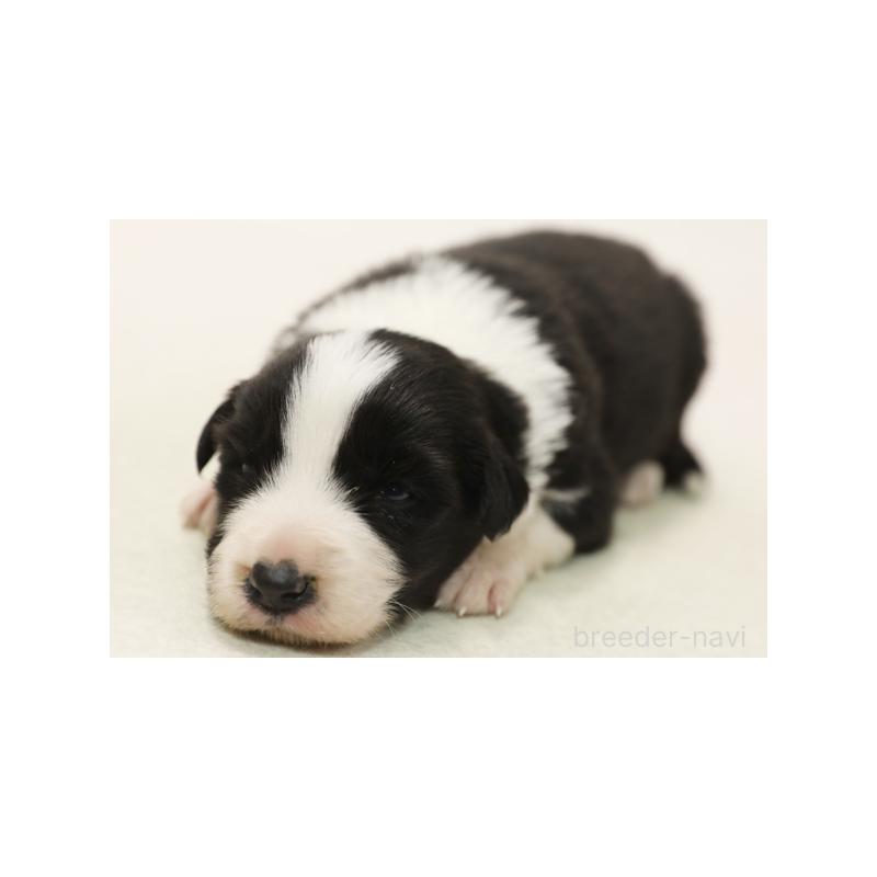 販売中の神奈川県のボーダーコリー-431357の1枚目