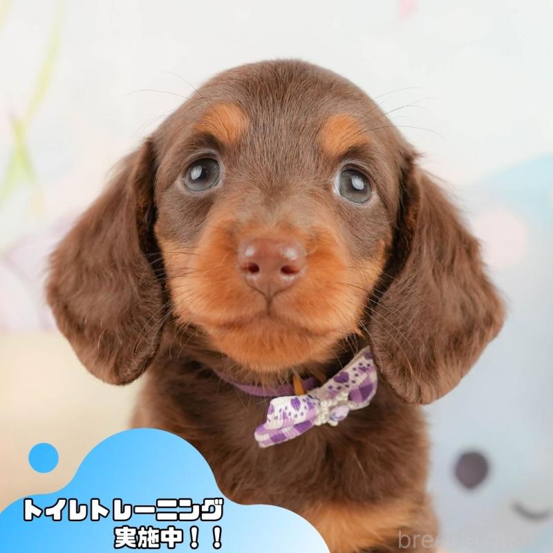 販売中ののミニチュアダックスフンド(ロングヘアード)-431415