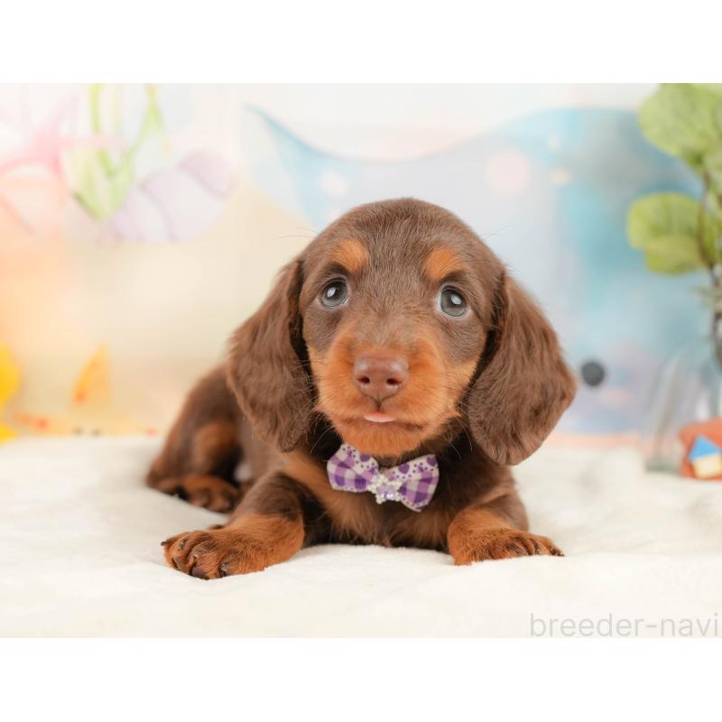 販売中の静岡県のミニチュアダックスフンド(ロングヘアード)-431415の10枚目