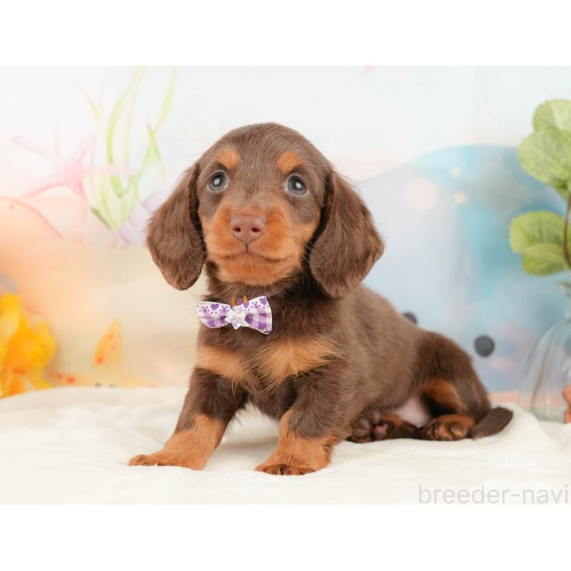 販売中の静岡県のミニチュアダックスフンド(ロングヘアード)-431415の9枚目