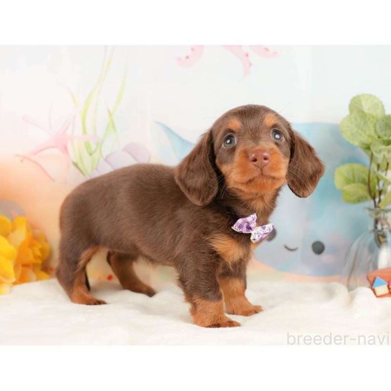 販売中の静岡県のミニチュアダックスフンド(ロングヘアード)-431415の7枚目