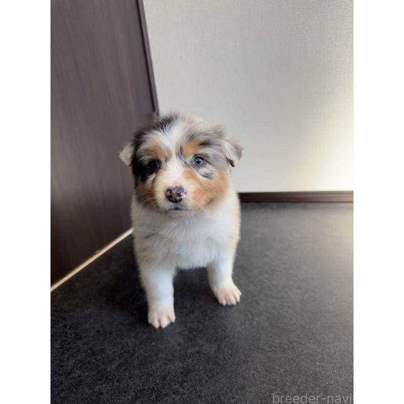 販売中の山梨県のオーストラリアンシェパード-423317の6枚目