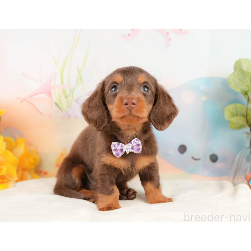 販売中の静岡県のミニチュアダックスフンド(ロングヘアード)-431415の6枚目