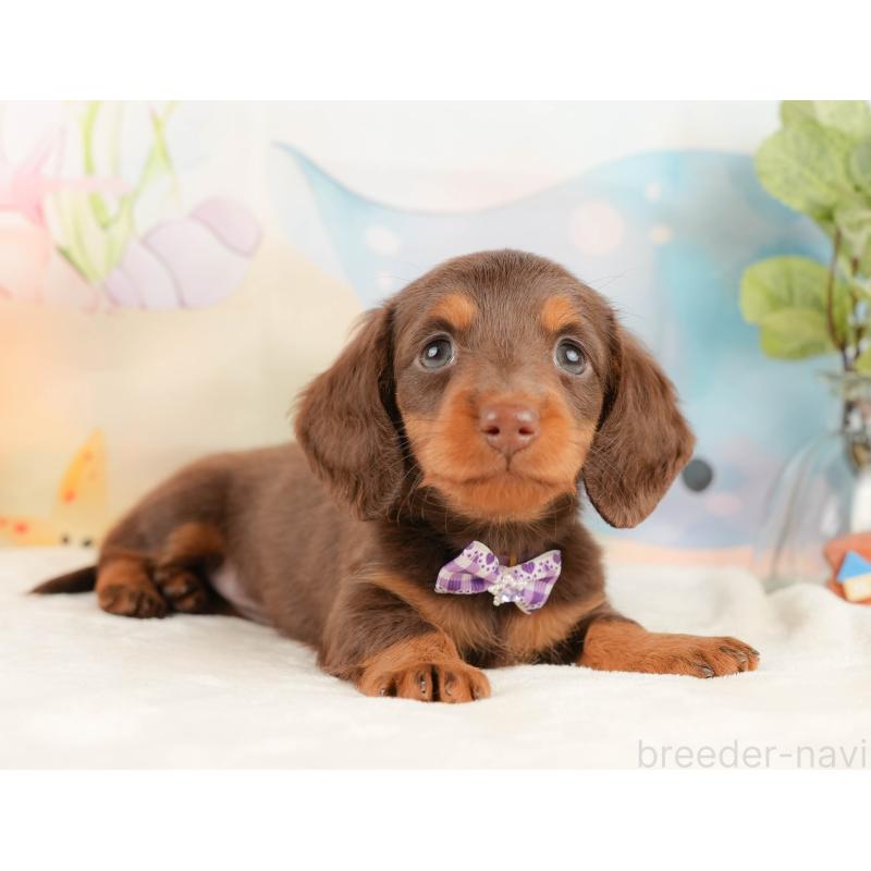 販売中の静岡県のミニチュアダックスフンド(ロングヘアード)-431415の5枚目