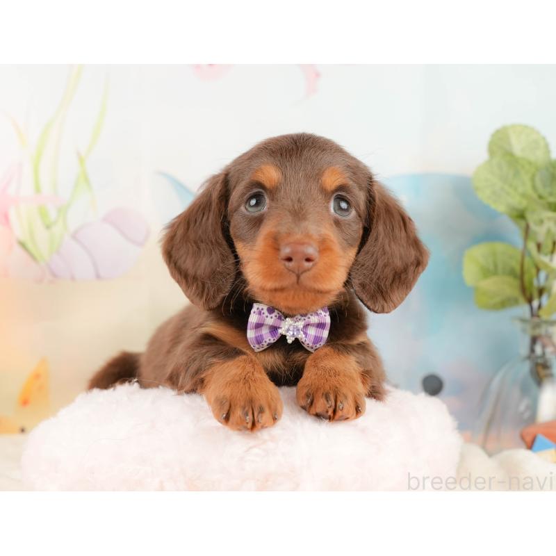 販売中の静岡県のミニチュアダックスフンド(ロングヘアード)-431415の4枚目