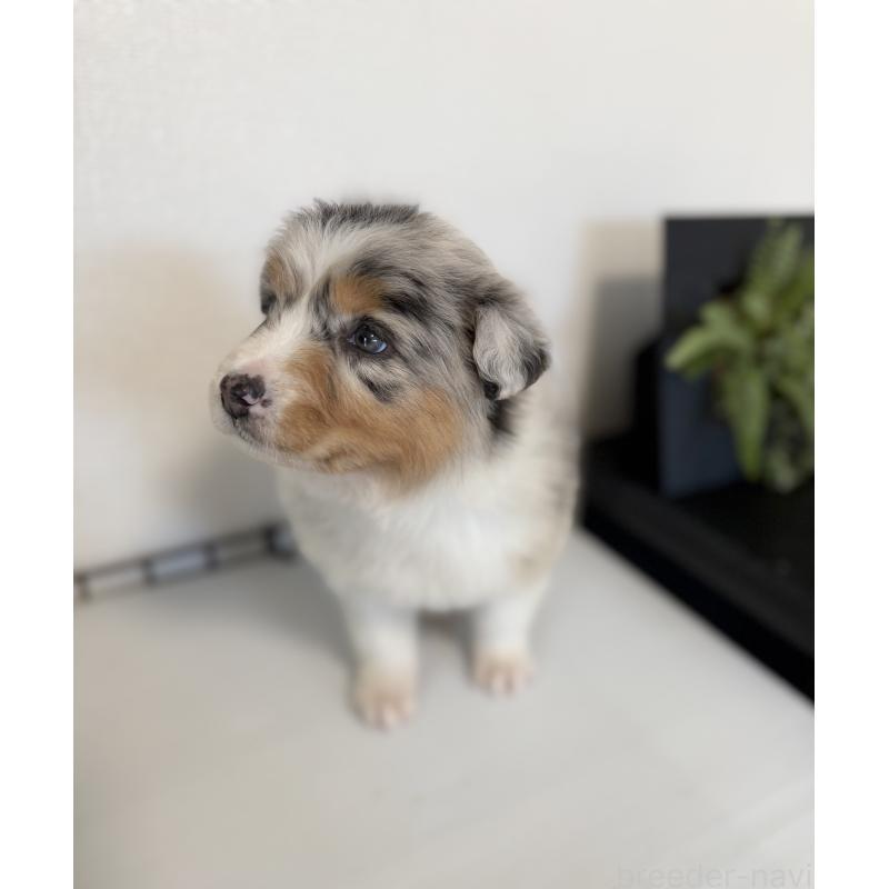 販売中の山梨県のオーストラリアンシェパード-423317の5枚目