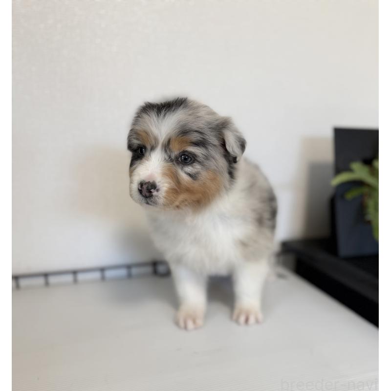 販売中の山梨県のオーストラリアンシェパード-423317の4枚目