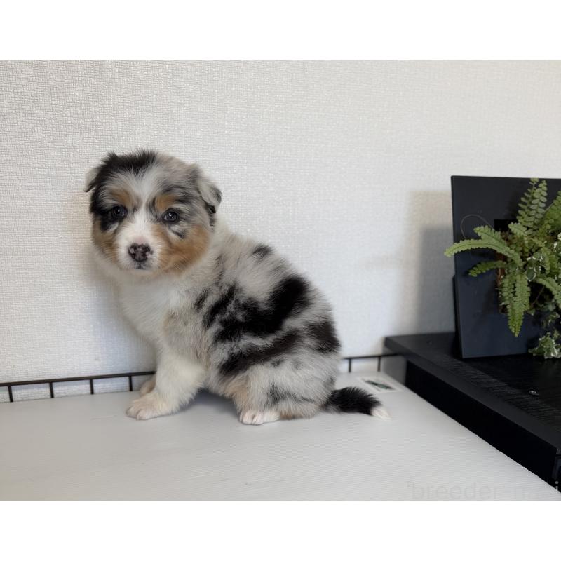 販売中の山梨県のオーストラリアンシェパード-423317の3枚目