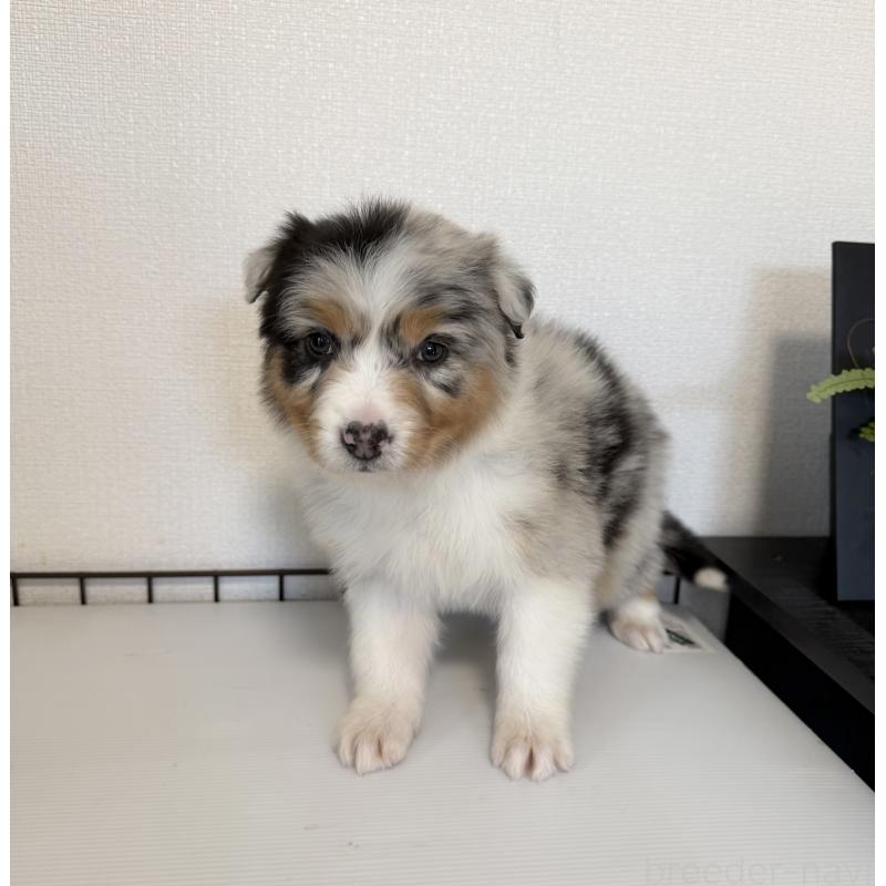 販売中の山梨県のオーストラリアンシェパード-423317の2枚目