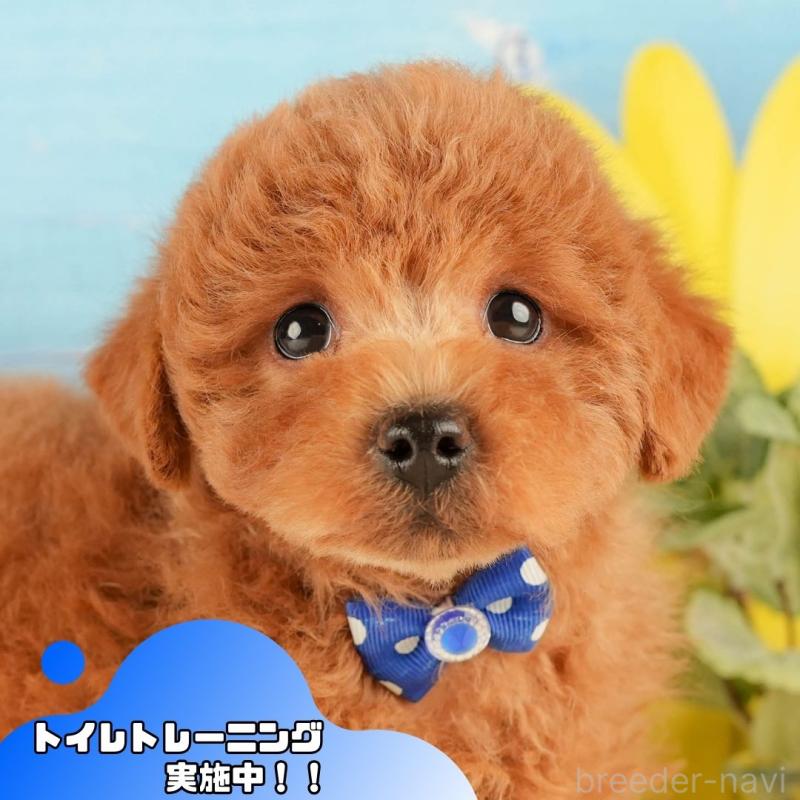 販売中の静岡県のトイプードル-431409