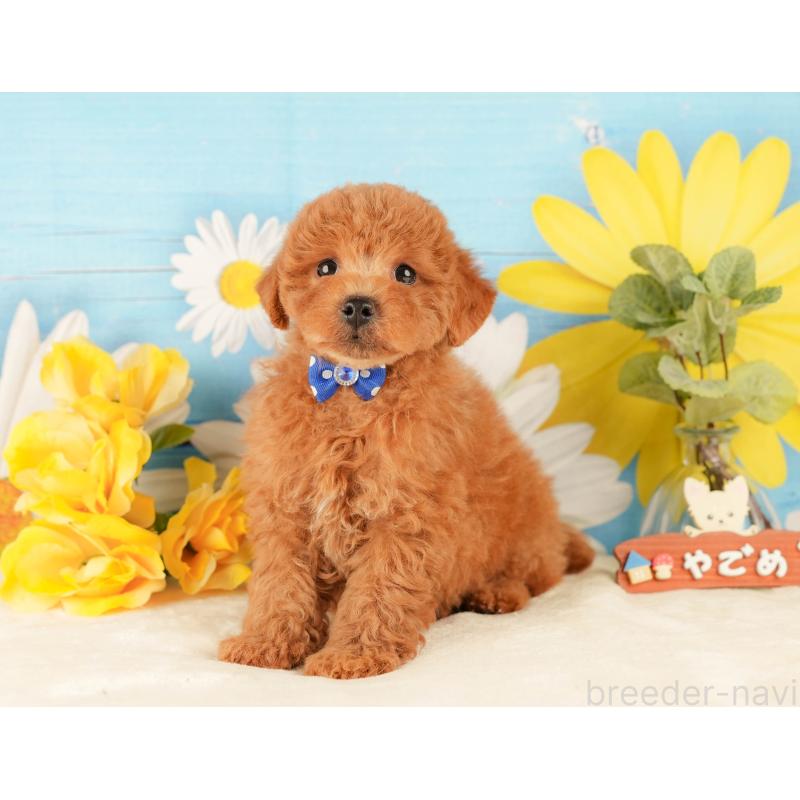 販売中の静岡県のトイプードル-431409の10枚目