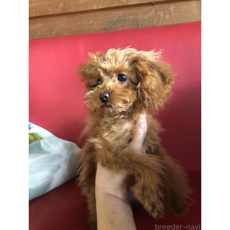 成約済の兵庫県のトイプードル-413440の10枚目