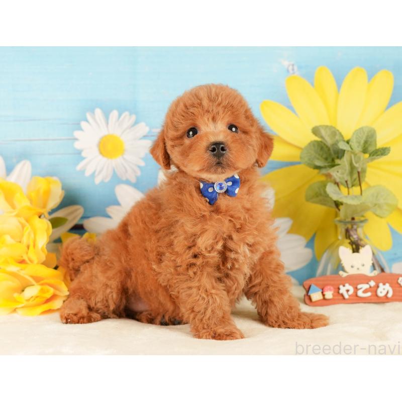 販売中の静岡県のトイプードル-431409の8枚目
