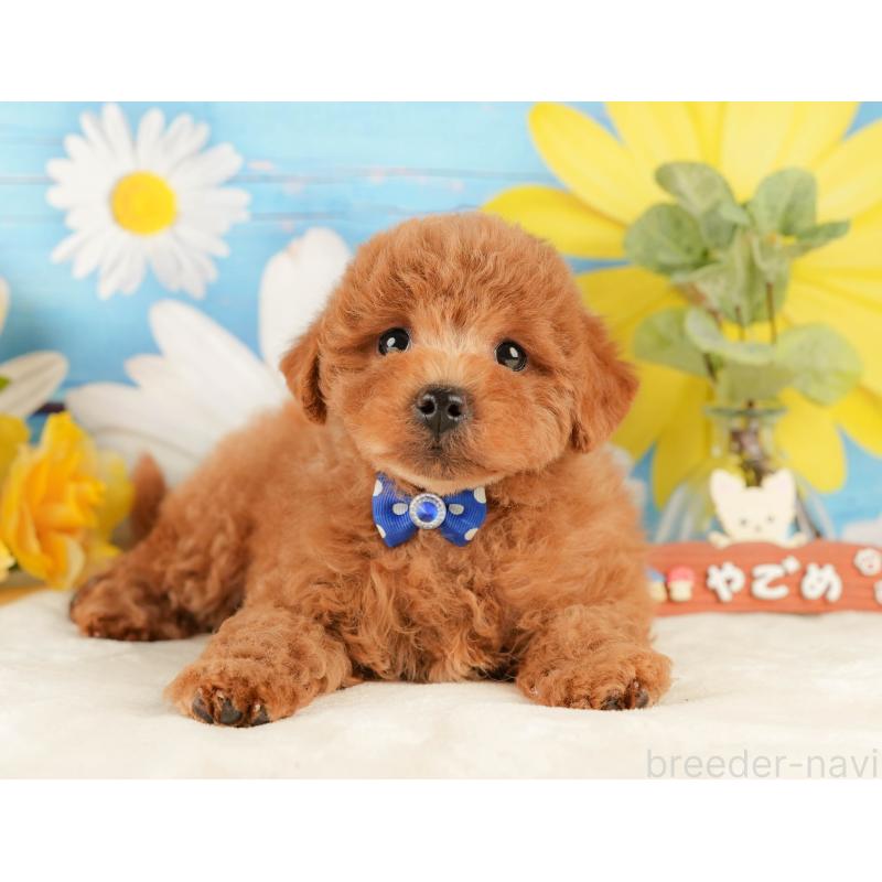 販売中の静岡県のトイプードル-431409の7枚目