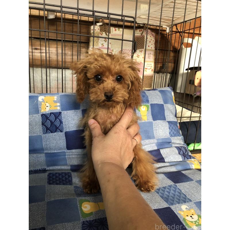 成約済の兵庫県のトイプードル-413440の8枚目