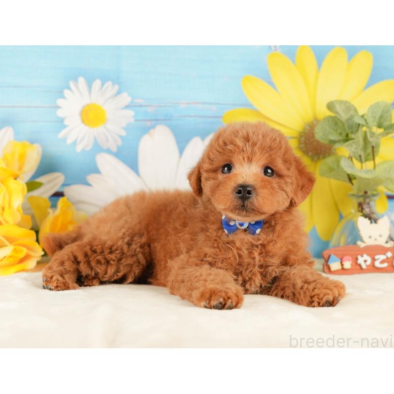 販売中の静岡県のトイプードル-431409の6枚目