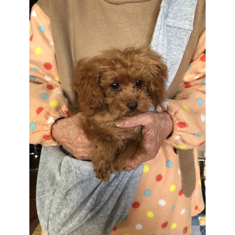 成約済の兵庫県のトイプードル-413440の7枚目