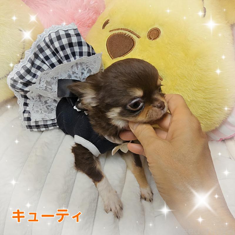 販売中の東京都のチワワ(ロングコート)-429802